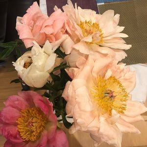 Meet your Posher, Annie